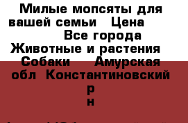 Милые мопсяты для вашей семьи › Цена ­ 20 000 - Все города Животные и растения » Собаки   . Амурская обл.,Константиновский р-н